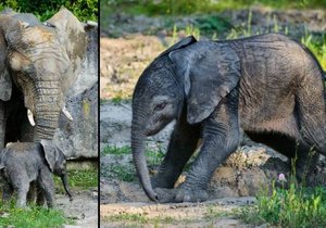 V Zoo Zlín bude k vidění už o víkendu: V Česku se narodil první slon africký