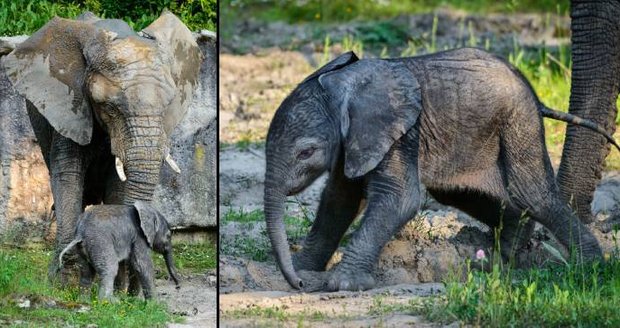 V Zoo Zlín bude k vidění už o víkendu: V Česku se narodil první slon africký