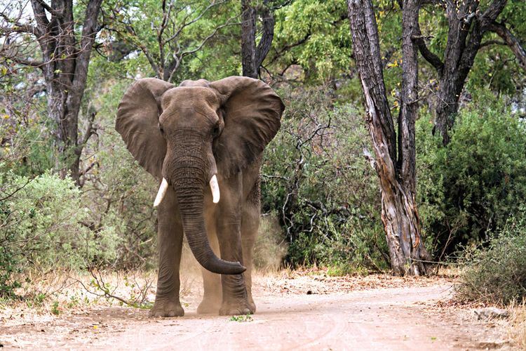 Slon africký se živí mladými stromky, které vytrhává ze země. Vytváří tak životní prostor menším obratlovcům