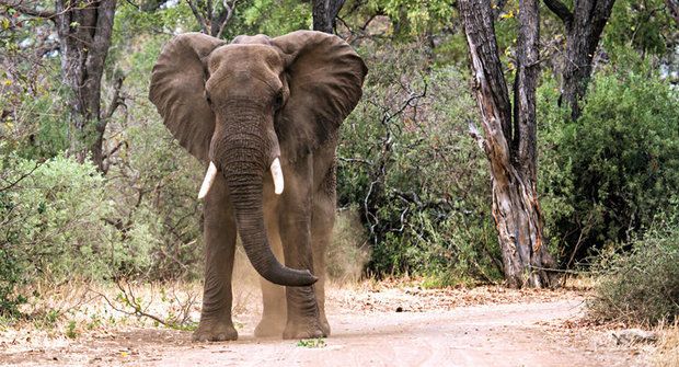 Pojistka proti vymírání druhů: Zvířecí ekosystémoví inženýři