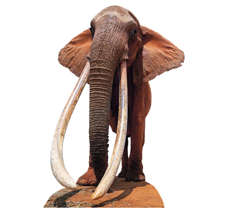 Afričtí sloni s kly dlouhými téměř až na zem jsou velmi vzácní