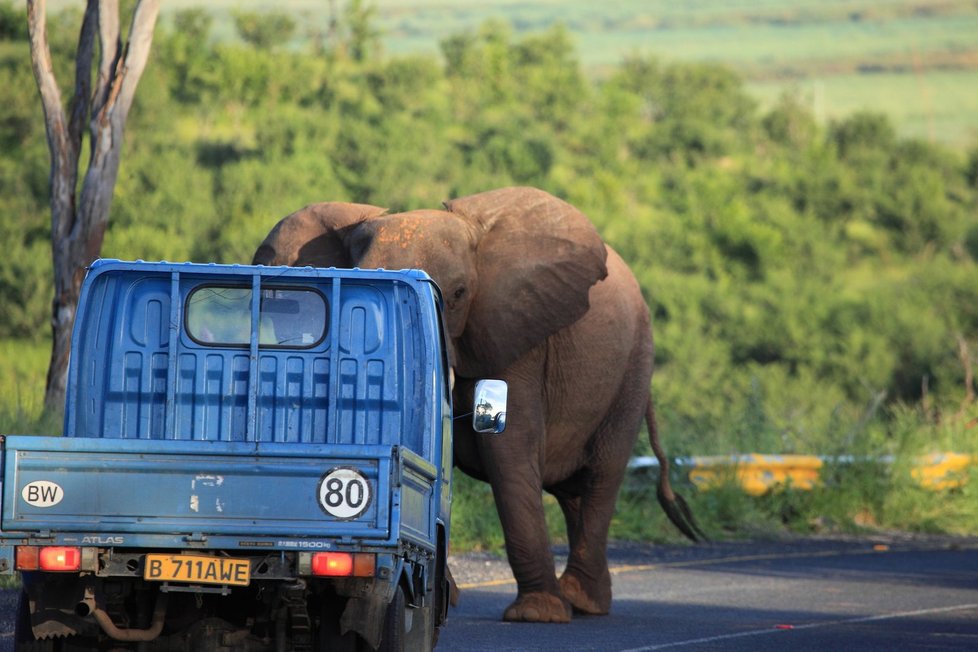 Slon na silnici? V Botswaně nic neobvyklého.