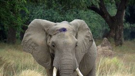 K překvapení všech samec slona zásah přežil.