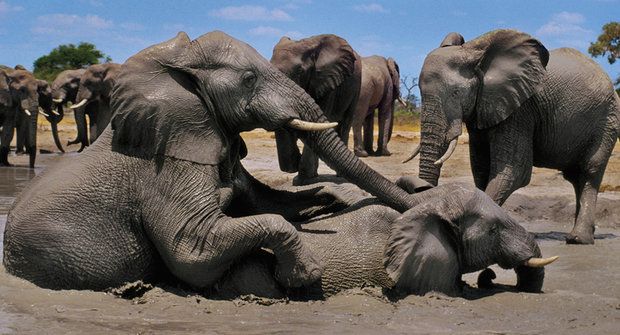 Nový objev: Staří sloni jsou nenahraditelní