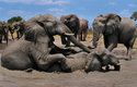Mladí sloni upevňují vzájemné vztahy hrou