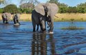 Nejstarší sloní býk vede mladé jedince k vodě