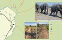 V Botswaně žije největší populace slonů afrických 