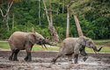 Slonovina slonů pralesních je tvrdší než u slonů ze savan a uvnitř je narůžovělá