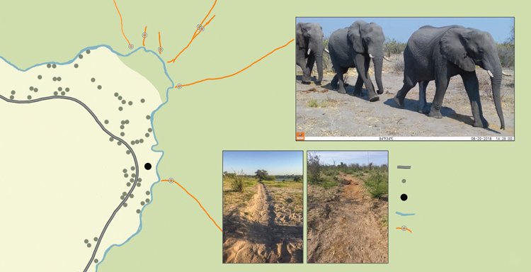 V Botswaně žije největší populace slonů afrických 