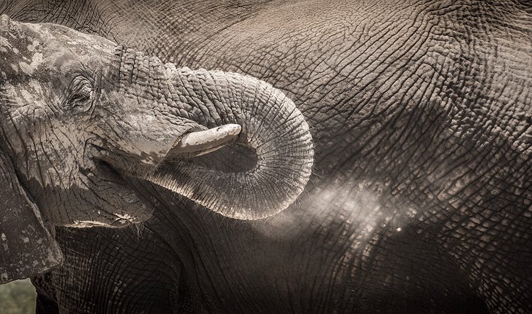 Sloní mládenec navazuje kontakt se svým dospělým vůdcem
