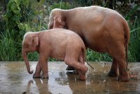Seniora v Německu na procházce zabil slon: Agresivní zvíře vyběhlo z lesa