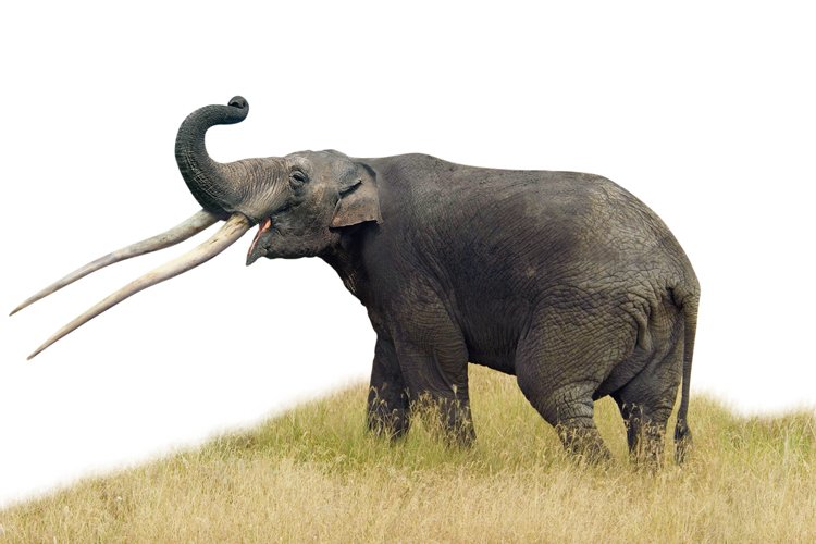 Sloni rodu Anancus měli extrémně dlouhé kly