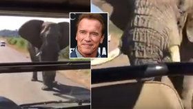 V jihoafrickém safari parku zaútočil na Arnolda Schwarzeneggera obrovský slon.