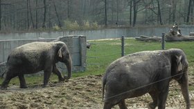 Vpředu slonice Jumbo (38)  naposledy ve výběhu se Suseelou (47). Nedokázala se začlenit do stáda a ostravskou zoo včera opustila.