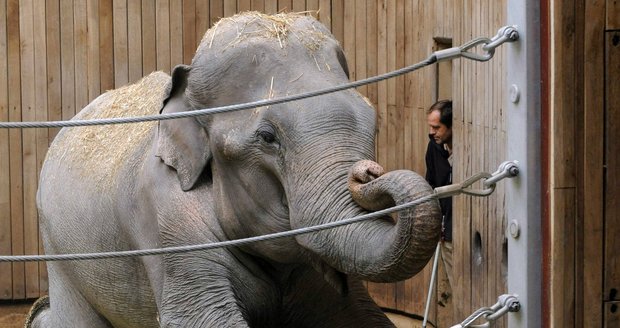 Smutek v ostravské zoo: Museli utratit slona Calvina