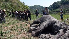 Vesničané zachránili život uvízlé slonici.