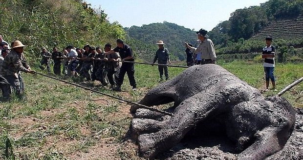 To zahřeje u srdce: Vesničané vlastními silami zachránili slona před jistou smrtí