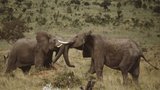 Neulovil slona, od cestovky odškodné nedostane
