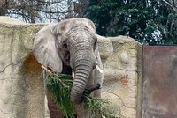 Na vánočních stromcích si už pochutnávají sloni