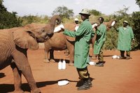 Sloní sirotci v Keni: Choboty nahoru, bude jídlo!