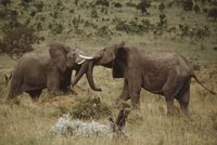Neulovil slona, od cestovky odškodné nedostane