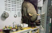 »Slon v porcelánu«: Pro pamlsky prošel zdí!