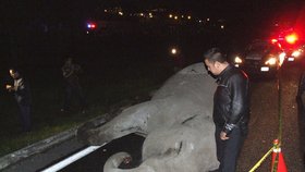 Pětitunový slon po srážce s autobusem v Mexiku