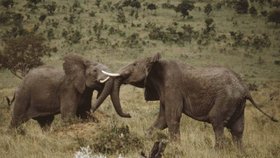 Polák žaloval cestovku, protože neviděl v Zimbabwe slona. Do Afriky si jel jednoho ulovit. Soud jeho žalobu smetl ze stolu, odškodné za zkaženou dovolenou nedostane.