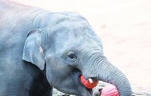 Sloni v Zoo Praha kouleli, drtili a mlsali tykve: Hele, takhle tančím v dýních