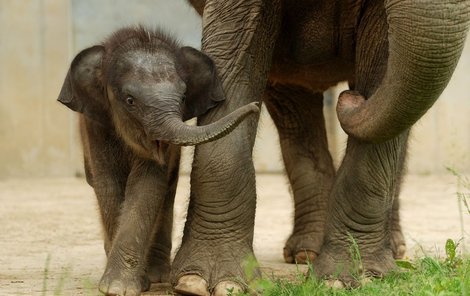 Sloní holčička dostane indické jméno.
