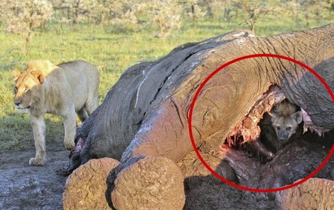 Slon nadívaný hyenou? Dokonale nechutné maskování.
