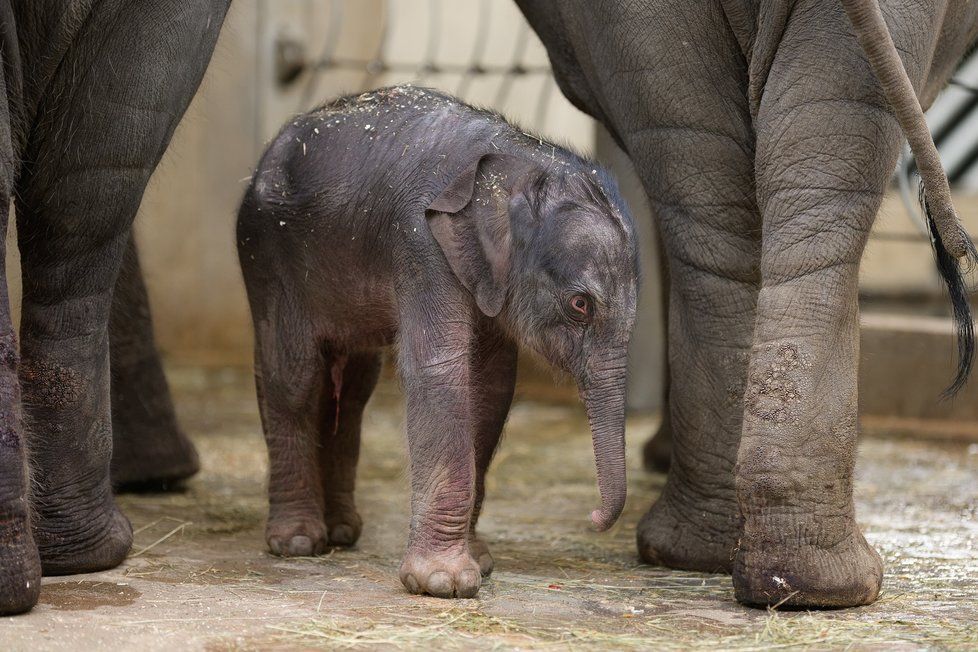 V Zoo Praha se narodilo mládě slona indického (27. března 2020).