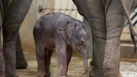 V Zoo Praha se narodilo mládě slona indického.