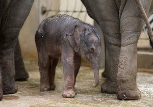 V Zoo Praha se narodilo mládě slona indického.