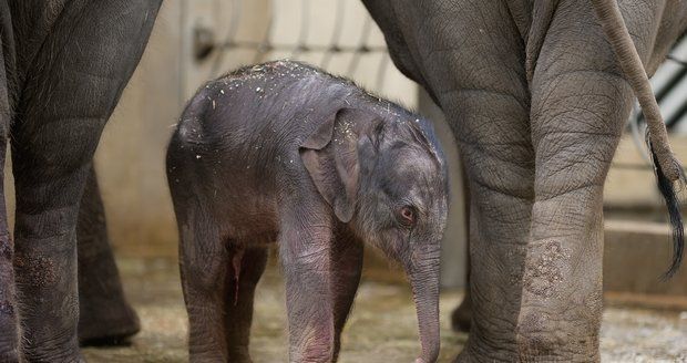 VIDEO: Slonice Tamara v pražské zoo porodila holčičku! Podívejte se na její první okamžiky