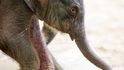 Sloní slečna se narodila v pátek nad ránem a váží 92 kilogramů.