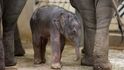 V Zoo Praha se narodilo mládě slona indického.