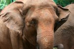 Indičtí sloni zvládají jednoduché počty