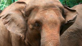 Indičtí sloni zvládají jednoduché počítání