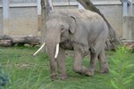 Nový sloní samec ostravské zoo Maxim z Francie. Jako jediný z chovu má kly.