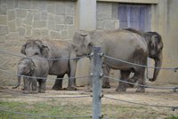 Smutek ve zlínské zoo: Mládě slona se narodilo mrtvé