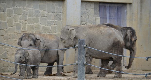 Smutek ve zlínské zoo: Mládě slona se narodilo mrtvé