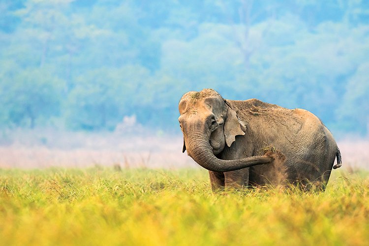 Slon by vypotřeboval obrovské množství krému s UV faktorem, a tak má jiné triky