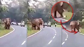 Muž si chtěl vyfotit divokého slona. Skončil ušlapaný.