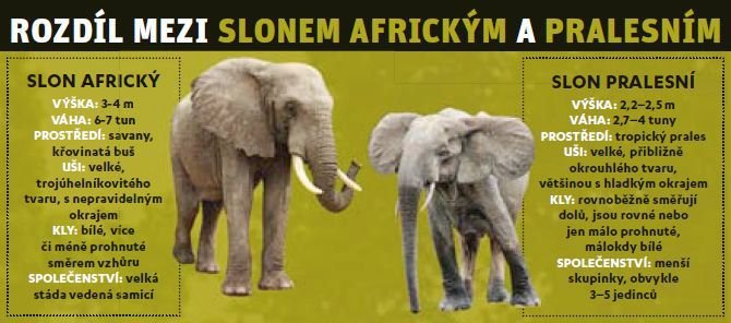 Rozdíl mezi slonem africkým a pralesním