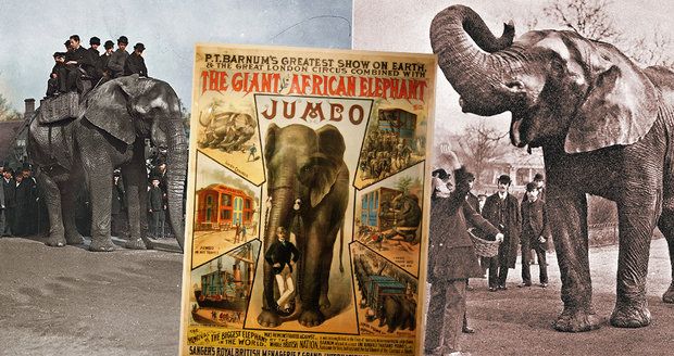 Tragický osud »největšího« slona světa Jumba: Přes den vozil děti, v noci trpěl krutými běsy!