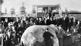 Životní cesta »největšího« slona na světě  skončila po nárazu vlakem v roce 1885.