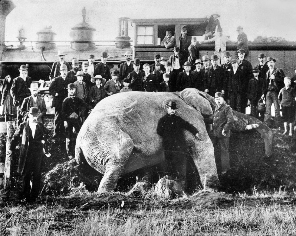Životní cesta »největšího« slona na světě  skončila po nárazu vlakem v roce 1885.
