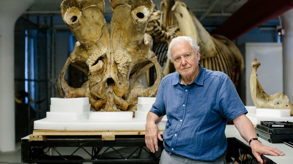 Jumbovy kosti zkoumal  se svým týmem i slavný  přírodovědec David Attenborough.