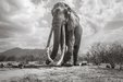 Dojemné poslední snímky sloní královny s kly až na zem. Podobných už žije jen kolem…
